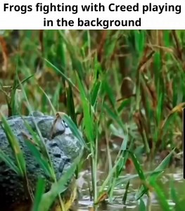 Creed Frogs and Toads