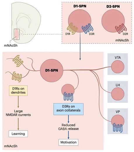 Dopamine acts on motivation and reinforcement learning via distinct cellular processes, study suggests