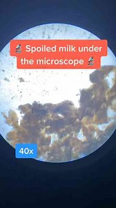 Hidden Life Under the Microscope – You Won’t Believe This!