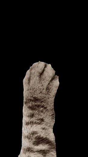 Jogos e Vídeos Divertidos para Gatos