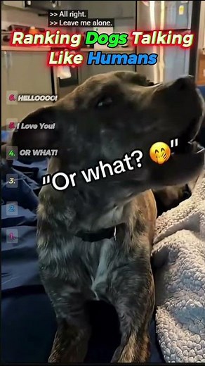 Dogs Talking Like Humans Ranked #funny #ranked
