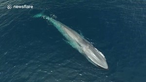 313K views · 2.9K reactions | This giant blue whale absolutely dwarfs this boat... Via Newsflare | The Hook | Facebook