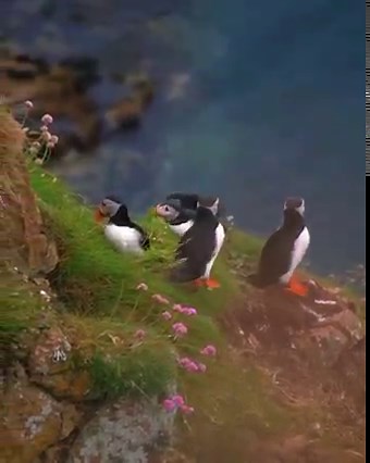 12K views · 1.1K reactions | If you haven't seen the adorable puffins in Scotland, you're missing out : @tripwithmp : Aberdeenshire, Scotlandgbsct | Magical Scotland | Facebook