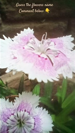 Flower #shorts #flowers #nature