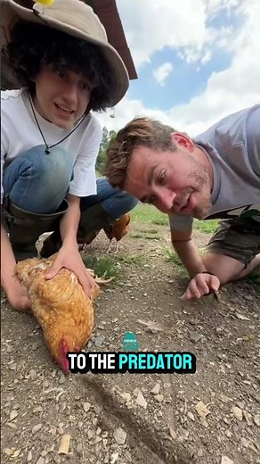 Why Chickens “Freeze” When You Draw a Line
