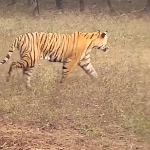 ✨ Ranthambore Magic! ✨ Ranthambore’s safari blessed us with an unforgettable sight — a majestic tiger calmly crossing right in front of gypsy! Moments like these remind us why Ranthambore is truly a paradise for wildlife lovers. 🐅💛 Every safari tells a new story… and this one was pure adrenaline and awe! #RanthamboreNationalPark #TigerSighting #WildlifeMagic #IncredibleIndia #SafariDiaries | Ranthambhore National Park
