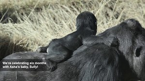 We’re marking six months of Sully sweetness! Since his birth on July 21, 2025, Sully has been growing more curious, confident and lovable every day. In six months, Sully has reached several major milestones, including learning to balance while standing on Asha's back, crawling on his own near Asha, interacting with Goma and Kwisha, trying solid foods, showing interest in guests and building positive relationships with his care team. | Cheyenne Mountain Zoo