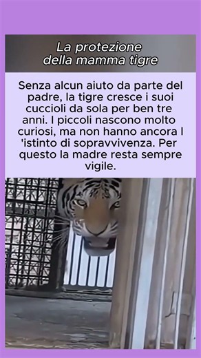 L'amore gigante di una tigre