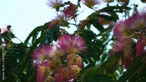 Persian silk tree Albizia julibrissin flowers resembling starbursts of pink silky threads. Pink siris, silk tree acacia Albizia julibrissin during flowering period. Close-up Slow motion