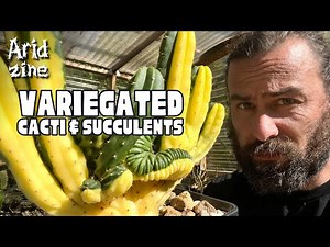 Variegated succulents and cacti: the complete guide
