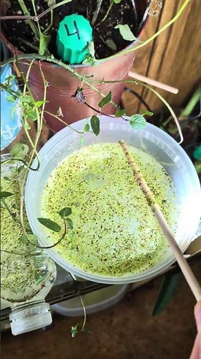 Lesser Duckweed / Lemna Minor / Evasiveness test day 1