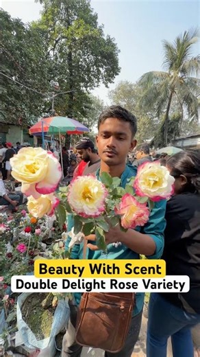 Double Delight Rose - ICONIC Fragrance + Bicolor! 🌹✨ | Sri Gobinda Nursery #shorts