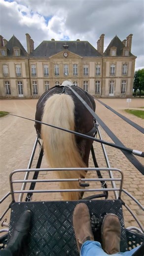 1.2K views · 152 reactions | Driving the Percheron Draft Horse at the "Versailles for Horses!"   @harasnationaldupin #horse #equestrian #percheron | Discoverthehorse | Facebook