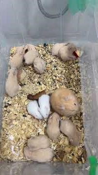 Cute Baby Hamsters – Newborn Hamster Babies Growing Up 🐹