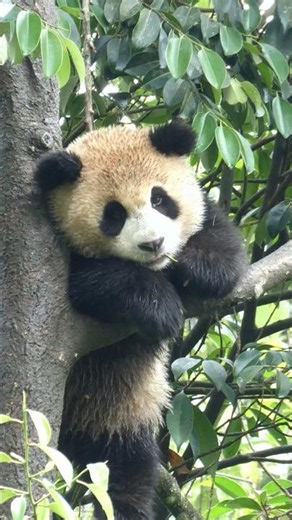 Meet Yiyi, one of the most beloved young panda princesses in China. ❤️🐼