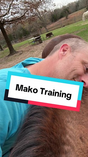 Training Mako: Mounting Block Techniques for Young Horses