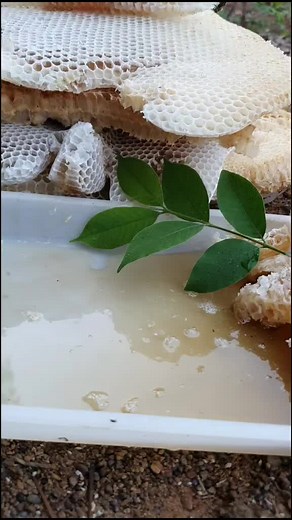 Exploring the Beauty of Honeycomb Structure