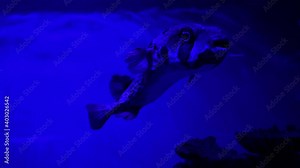 Guineafowl puffer sea fish in saltwater aquarium, nature wild life 4k video