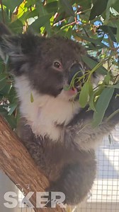 Our beautiful baby Violet 💜 is working hard to strengthen her injured arm 💪. Baby animals are very resilient, and our vet team 🩺 has been working hard with regular physio sessions to try and give this sweet girl the best chance of returning to the wild 🌳. Keep fighting baby girl 👊. You've got this! | Southern Koala and Echidna Rescue Ltd