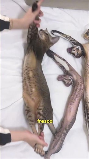 Cats actually have very long bodies