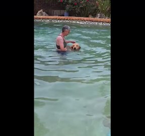 Boxer dog Bruno jumps into pool beside woman in Benoni, Gauteng, South Africa