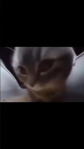 Chipi Chipi Chapa Chapa Cat Meme