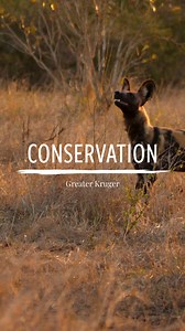 On Endangered Species Day, lets spotlight the African wild dogs, also known as African painted wolves. 🦊🐾 These creatures are not just animals; they are a marvel of nature. Here are some captivating facts about them: Savanna Style Icons: South African wild dogs boast uniquely patterned coats, making them the undisputed fashion icons of the African savanna with their distinctive blend of black, yellow, brown, and white fur. 🎨🐕 Sociable Spirits: These canines thrive in packs, with numbers ofte