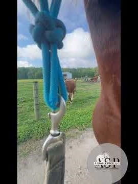 The Adventures of Red the Standardbred. Learning to be a trail horse.