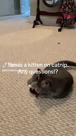 Jennifer Wells Larmann (@jenniferwellslarm)’s videos with Funny - Gold-Tiger