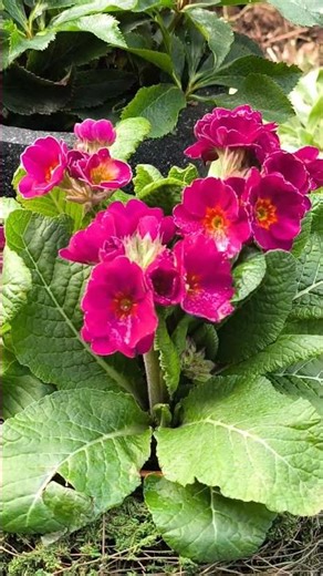 The Garden Comes Alive Again 🌸 | Celebrating the First Signs of Spring