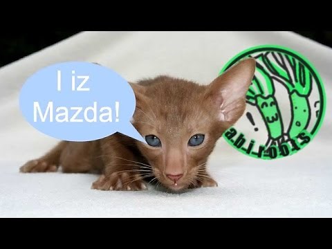 Ahriman and Ahura Mazda in Zoroastrian Mythology