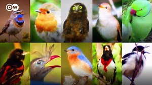 🎶🐤 Sound on: Papageno! Papagena! Imagine birds would sing the Magic Flute... German music composer and producer Volker Pannes has mixed the chirpy sound of hundreds of real birds together creating this extraordinary, dreamy version of Mozart's masterpiece! First published in 2017, it now has become a #BrightSpot for many people stuck at home due to COVID-19. | DW Euromaxx