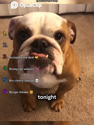 Ranking the Best Dog Moments: Hilarious Highlights
