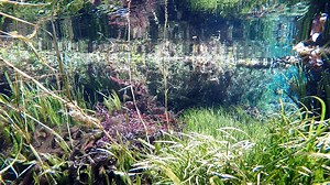 58K views · 1.1K reactions | Tuesday was water quality data collection for the Rainbow River. Clarity at the headspring was incredible for August at 210 feet. We never grow tired of this amazing view of the river. Water levels and flow continued to increase this month. While still below average we are at 334 million gallons per day. We have actually received below average rainfall for August. | Rainbow Springs and Oklawaha River Aquatic Preserve | Facebook