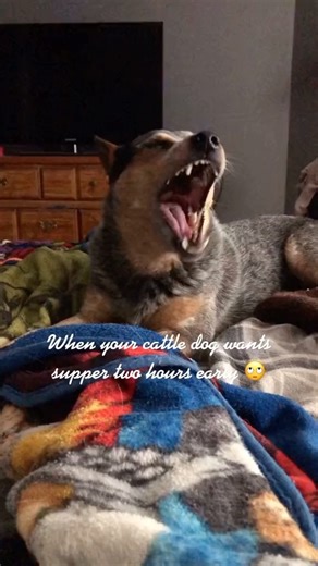 AustralianCattlehold on Instagram: "Say something❤️ - 📸 Source: @ gingerswaywardcrew on TikTok All credit are reserved for their respective Owners - ❌Remove/recognition👉 @ fixposts - - - - #australiancattledogmix#heelerlove#cattledognation#cowdog#acd#heelernation#blueheelerclub#acdsofinstagram#boiadeiroaustraliano#blueheelernation#austrailiancattledog#cattledoglove#cattledog#blueheelerofinstagram#cattledogsofamerica#redheelerbrasil#juppthecattledog#blueheelerdog#cattledogcross#austráliancatle