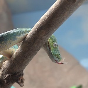 7.7K views · 306 reactions | Striking a pose for Tongue Out Tuesday! Green tree pythons can be found in Eastern Indonesia, New Guinea, and northeast Australia. | Milwaukee County Zoo | Facebook