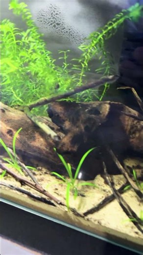 South America Biotope is ready for Fish 😍 apistogramma borelli and??🤔🤔🤔