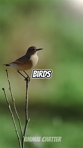 Birds Never Get Lost… Here's Why 🐦🤯 #shorts