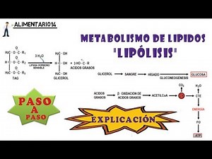 Lipólisis - Metabolismo de Lípidos || Explicación - Vídeos Educativos