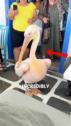 This Pelican Eats ANYTHING It Sees