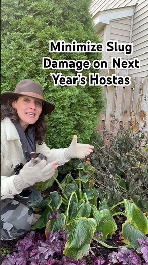 Cutting back hostas after frost to minimize slug damage next year. #hostas #shorts