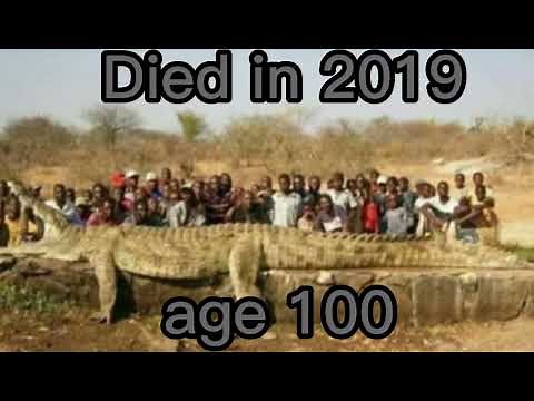 the end of Gustave (crocodile) part 2