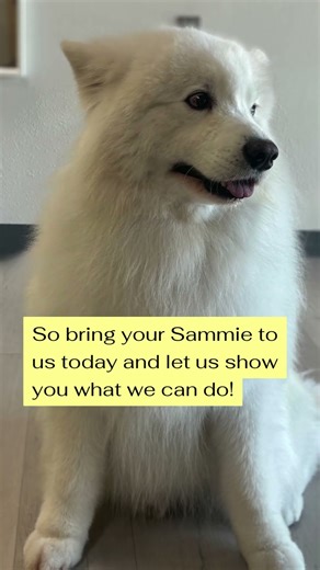 Colorado’s Samoyed Grooming Specialists 💛✨