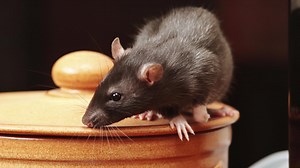 Filthy restaurants served meals for years before prosecution