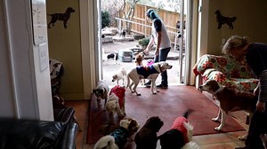 After the deep clean was done, everyone got to come back in to inspect their sparkly clean digs. They were all happy to be back home.... | Old Friends Senior Dog Sanctuary