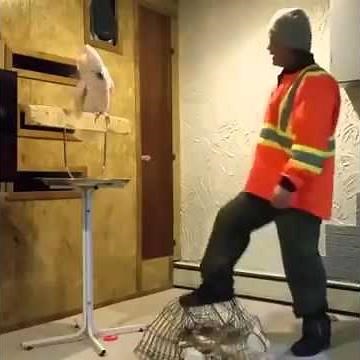 Funny Parrot Cursing Cussing and Swearing At owner for breaking his Cage