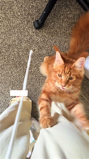 Thor vs pant string. Trigger warning: toes #mainecoon #mainecoonsoftiktok #catteeth #string #catslovers