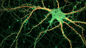 Scientists Discover The “Master Controller” Neuron of Good and Bad Habits