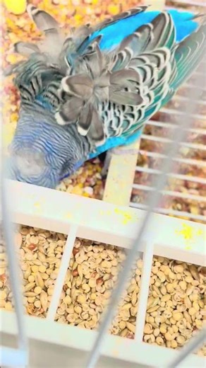 Blackface helicopter male .. rare budgies . Black budgies