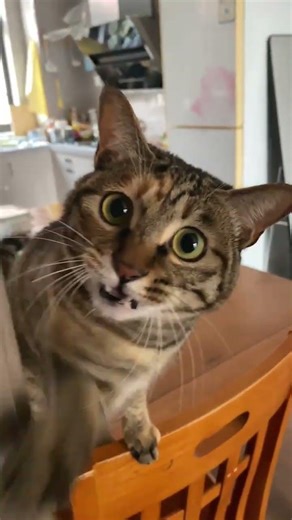 Tabby's Unseen Gesture: A Close-Up Reveal